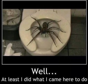 funny-pictures-spider-toilet